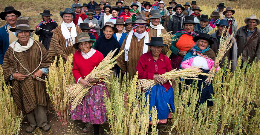 Productores cultivo quinua Perú