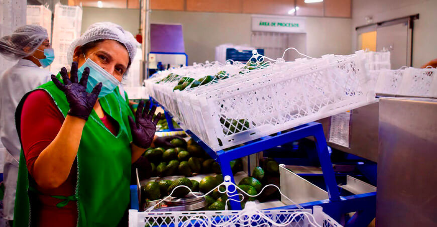Perú Tacna Productores del Valle de Cinto alistan su primera exportación de palta Hass a Chile