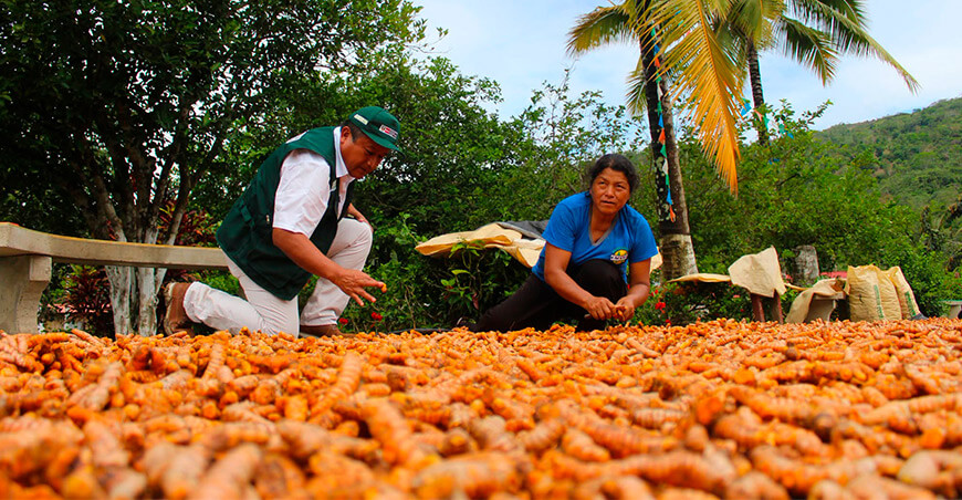 Vraem avanza hacia la certificación orgánica de la cúrcuma