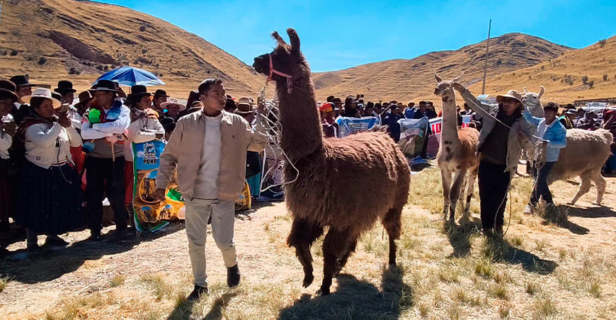 Lanzan Proyecto Llamas Puno Perú
