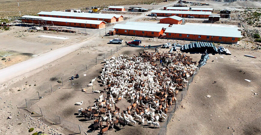 Represa Coltani favorece recuperación de ecosistemas altoandinos en Santa Cruz Ilabaya Tacna Perú