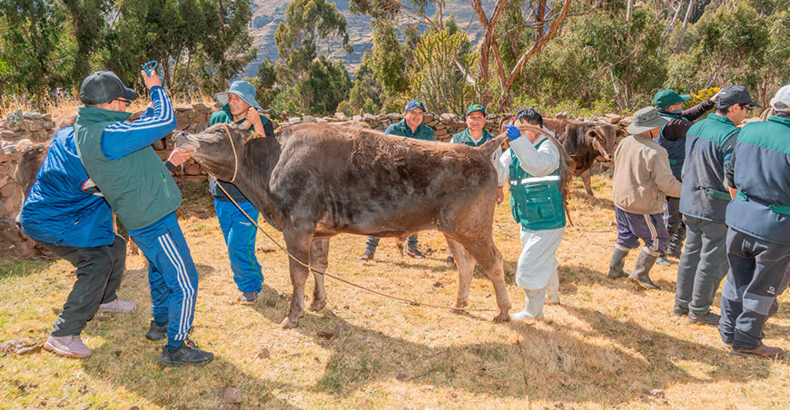  Inician campaña sanitaria para proteger ganado bovino Huancavelica Perú