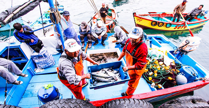Sanipes entregó habilitaciones sanitarias a pescadores artesanales de Tacna Perú