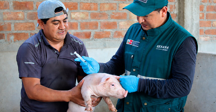 Peste Porcina Clásica  porcinos Senasa Perú