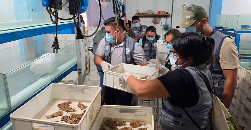 Realizan operativos conjuntos contra el tráfico ilegal de fauna silvestre en Loreto Serfor Perú