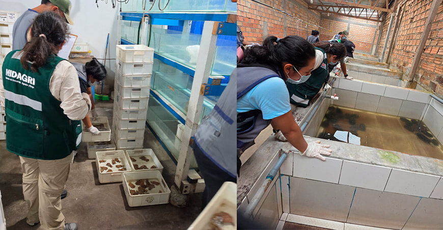 Realizan operativos conjuntos contra el tráfico ilegal de fauna silvestre en Loreto Serfor Perú