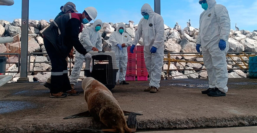 Serfor exhorta a la ciudadanía a evitar cualquier tipo de contacto con la fauna silvestre marina Perú