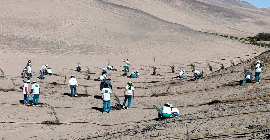 Lanzan campaña de reforestación con la siembra de 2500 árboles Ica