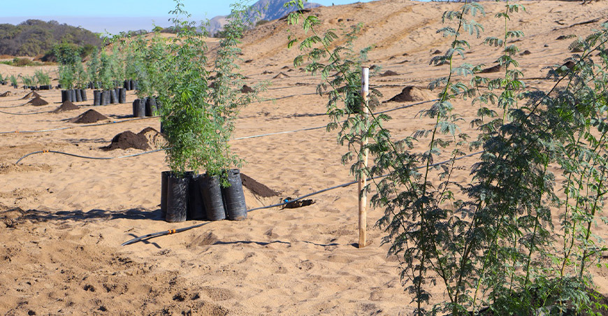 Lanzan campaña de reforestación con la siembra de 2500 árboles Ica