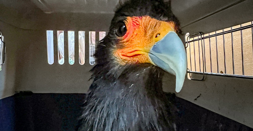 Áncash: Serfor rescató un mono machín negro y un caracara mantenidos en cautiverio como mascotas