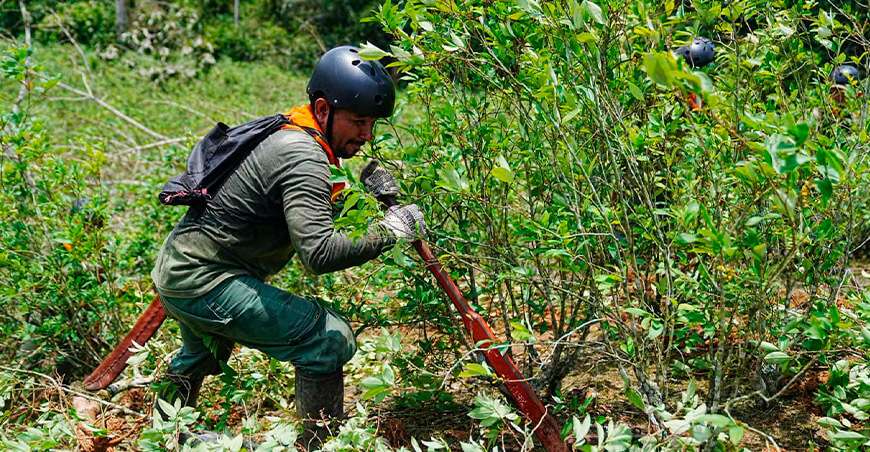 Se reduce en 36 % la superficie de cultivos ilícitos en áreas naturales protegidas