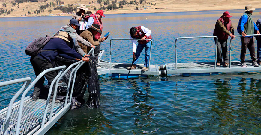 Siembran 67 000 alevinos de trucha laguna Langui-Layo-Kunturkanki Cusco Perú 