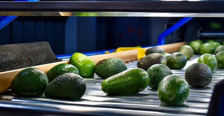 

Pequeños productores de Tacna concretan primera exportación de 21.55 TM de palta Hass a Chile
