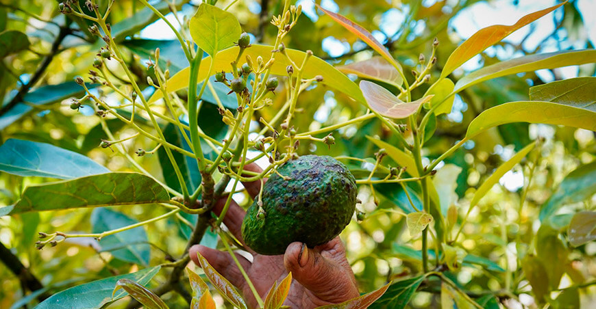UNTRM brinda asistencia técnica en manejo integral del cultivo de palta a productores de Vituya Amazonas Perú