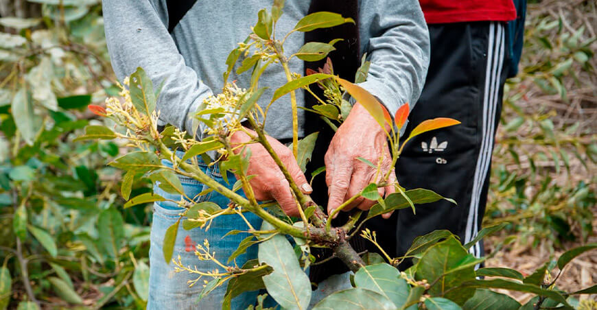 UNTRM brinda asistencia técnica en manejo integral del cultivo de palta a productores de Vituya Amazonas Perú 