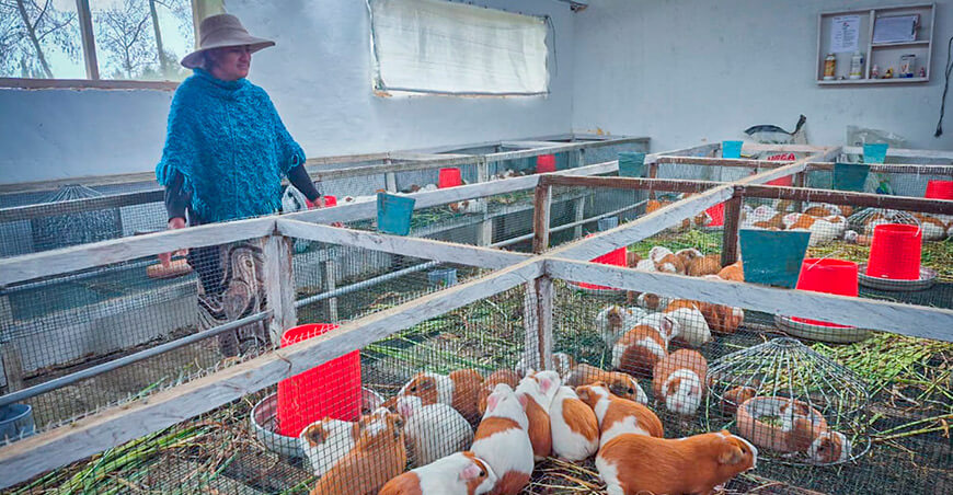 UNTRM Productores de la red Michi-no-Eki mejoran sus capacidades comerciales Amazonas Perú