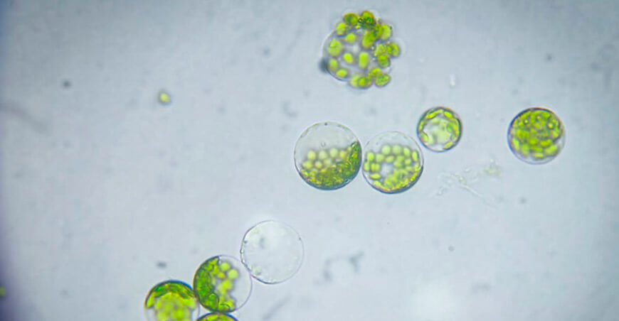 UNTRM impulsa formación especializada en edición genética vegetal