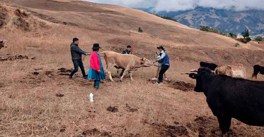 vacunación bovinos Ayacucho Perú