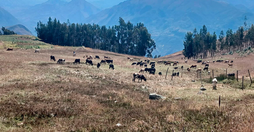 vacunación bovinos Ayacucho Perú