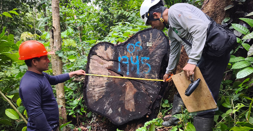 peruanos que protegen y aprovechan sosteniblemente los bosques Perú Osinfor