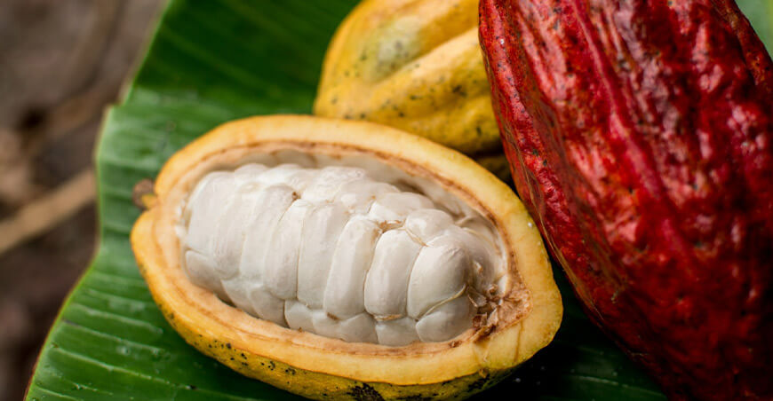 UNTRM identifica cuatro nuevos grupos genéticos de cacao Perú