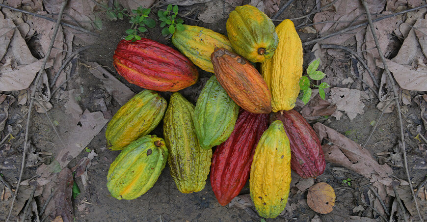  UNTRM identifica cuatro nuevos grupos genéticos  de cacao Perú 
