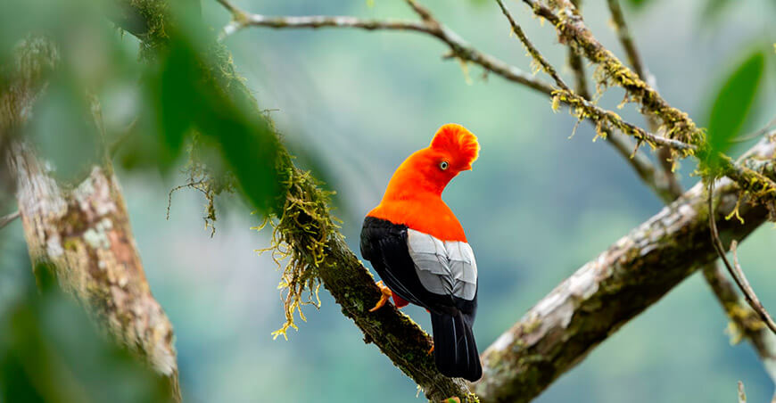 Cusco avanza en la protección de los Bosques del Araza, fuente de agua para el sur del Perú