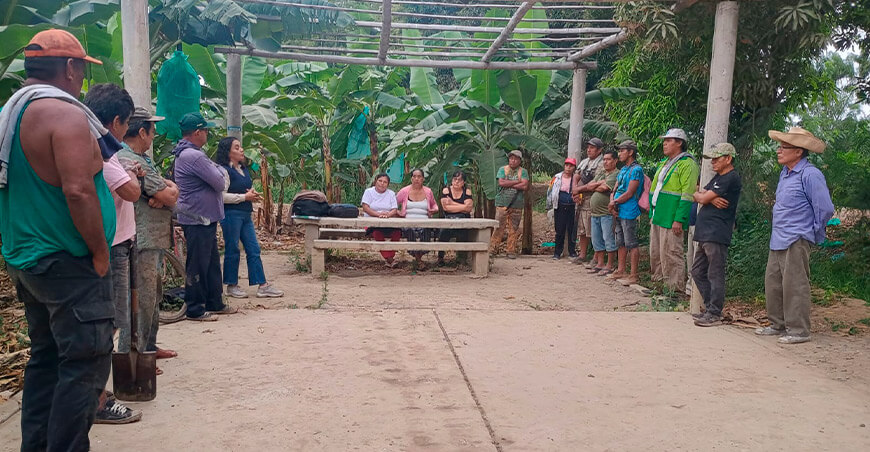 Reportan 116 hectáreas de banano perdidas en agosto por efecto del Fusarium Piura Perú