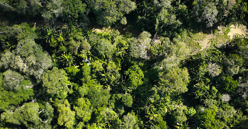 Más de 16 000 hectáreas de bosques locales generan oportunidades para 76 microempresarios rurales Ucayali Perú Osinfor