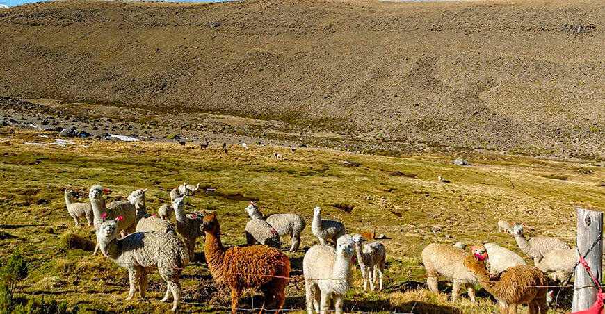 camélidos sudamericanos Tacna Perú
