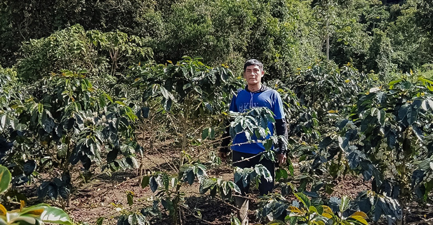 Comunidad awajún proyecta multiplicar por 12 su producción de café Cajamarca Perú