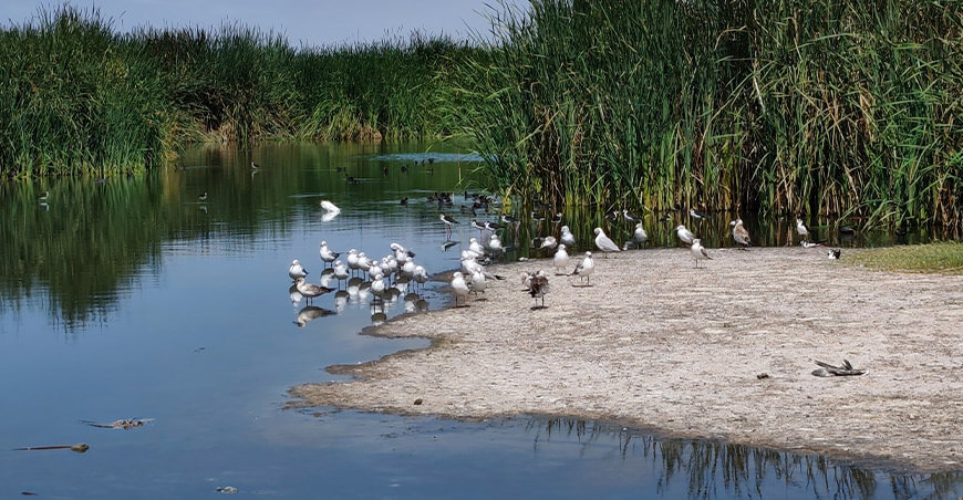 Supervisión forestal contribuye a la conservación de los humedales del norte del Perú Osinfor