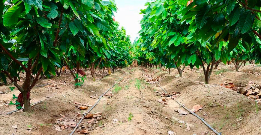 Productores de cacao incorporan material genético mejorado y tecnologías de riego Cajamarca con el impulso de el Proyecto Especial Jaén San Ignacio Bagua
