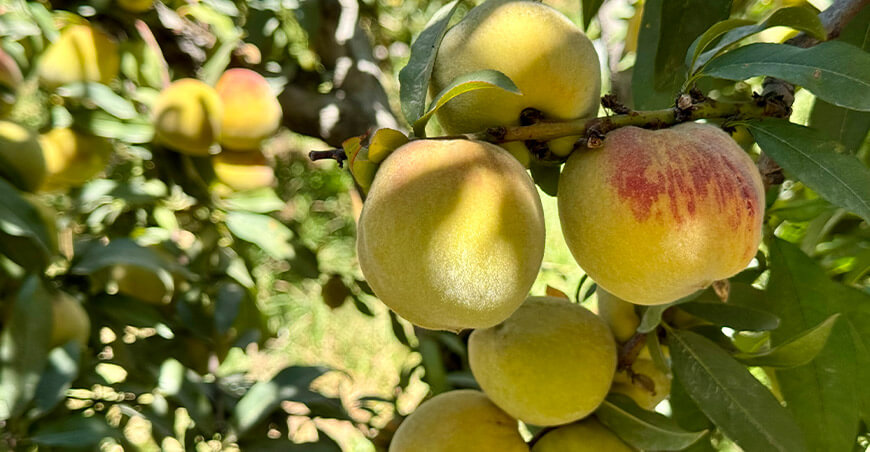 Ejecutan proyecto de riego que potenciará producción frutícola de familias de Leoncio Prado cultivo de durazno Lima Perú Agro Rural