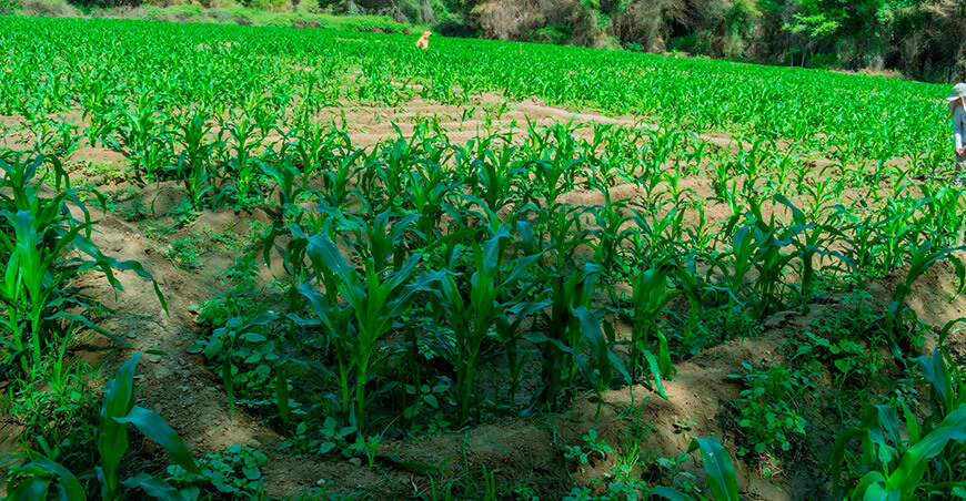 cultivo maíz Piura Perú