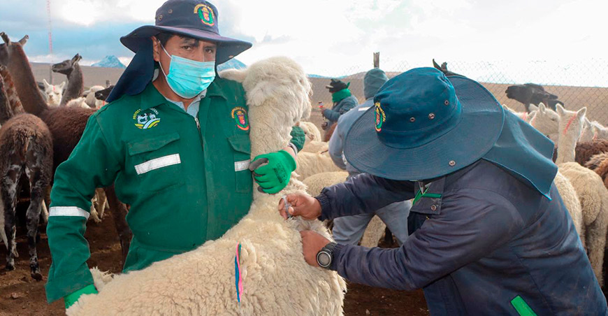 Desparasitan a más de mil camélidos sudamericanos en Santa Cruz Ilabya Tacna Perú