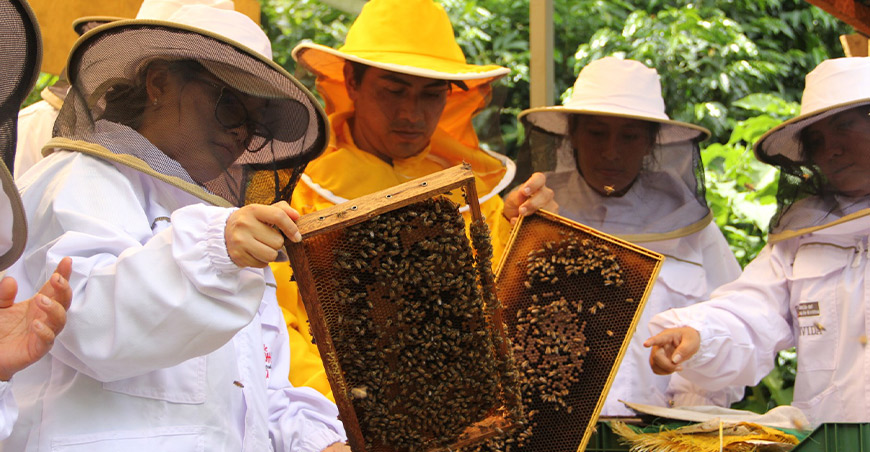 familias apicultoras reciben 2500 colmenas y proyectan producir 50 toneladas de miel Cusco Perú Devida