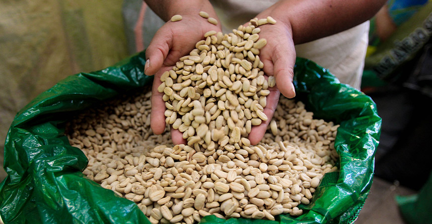 Café asistido por Devida encabeza ranking de calidad que llegará a la subasta de Satipo Junín Perú Vraem