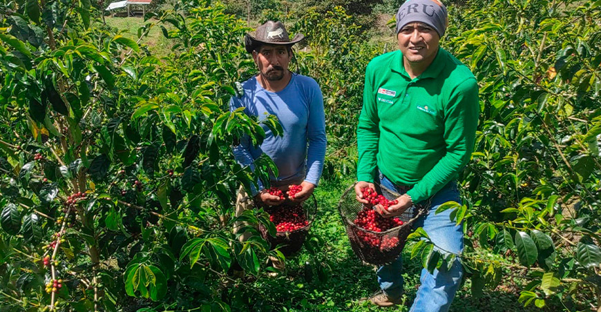 Café asistido por Devida encabeza ranking de calidad que llegará a la subasta de Satipo Junín Perú Vraem