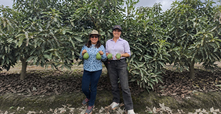 Productores de Áncash comercializan 54.66 toneladas de palta Hass a la agroindustria