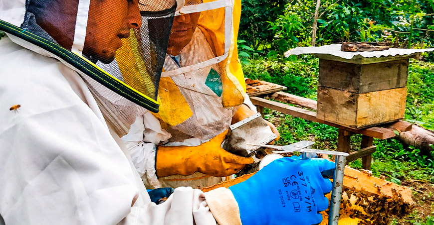 Mejoran la producción de palto y cítricos en Río Tambo con actividad apícola Río Tambo Junín Perú