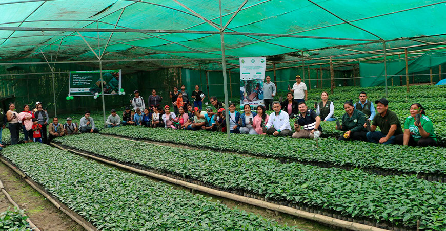 Distribuyen 56 160 plantones de café a 52 productores de Bongará y Chachapoyas Amazonas Perú