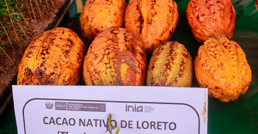 Alistan lanzamiento del Festival del Cacao Loreto