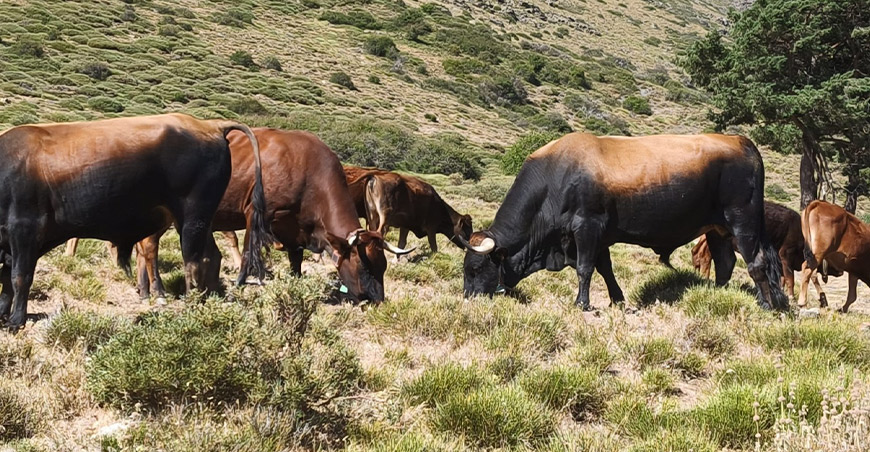 Cámaras e inteligencia artificial para cuidar mejor del ganado y la fauna