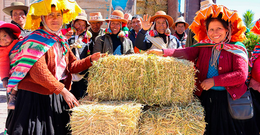 Distribuyeron 200 toneladas de heno de avena en las 13 provincias de Cusco