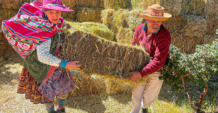 Distribuyeron 200 toneladas de heno de avena en las 13 provincias de Cusco