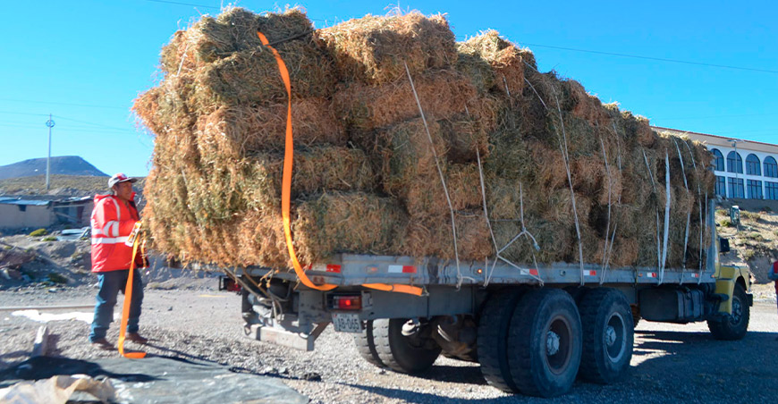 Entregan 200 pacas de alfalfa para atender a alpacas y llamas afectadas por heladas Moquegua Perú