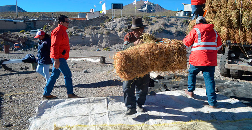 Entregan 200 pacas de alfalfa para atender a alpacas y llamas afectadas por heladas Moquegua Perú