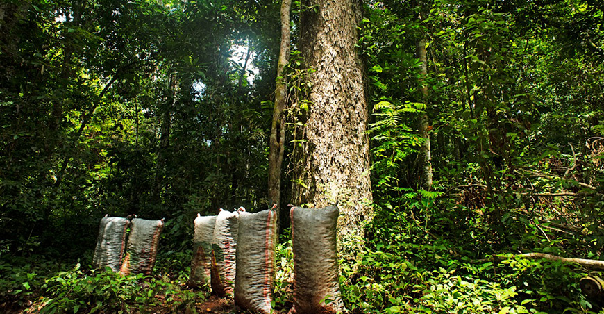 Grupo Prosegur refuerza su compensación de emisiones con proyecto para conservar más de 724 000 hectáreas de la Amazonía peruana