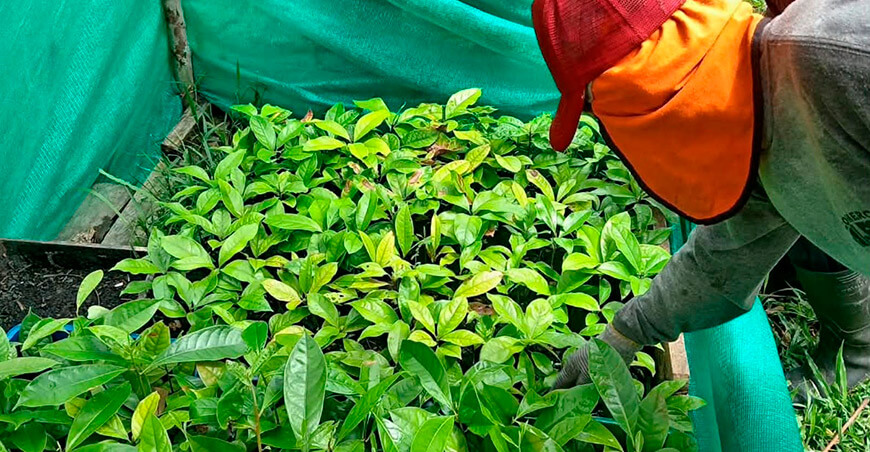 IIAP reintroduce palo de rosa en zonas donde desapareció hace décadas Loreto Perú
